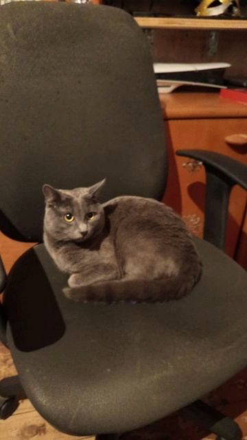 Кот Атос внимательно наблюдает! #shorts #котатос #коты #внимательныйкот #милота