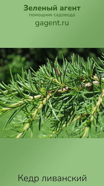 Кедр ливанский — Зеленый Агент