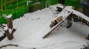 موسكو.. الباندا كاتيوشا تستمتع بالثلوج في حديقة الحيوان