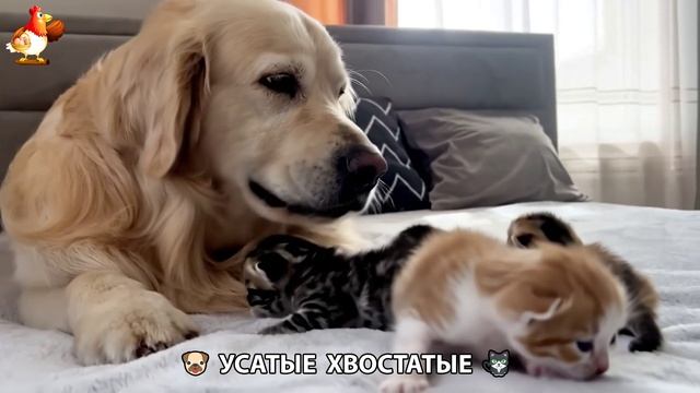 Котята и щенята 🐈🐶 Кошки и собаки 🤗 Милое видео про животных (45)