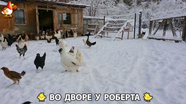 Содержание кур в домашних условиях и других птиц во дворе у Роберта 🐣🐤🦆🐔🪿🦃 (388)