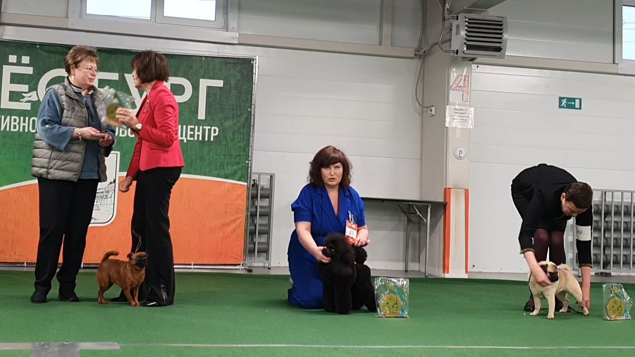 27.12.2025, СПб. Клуб "Глория". Выставка САС 9 группы FCI смотреть онлайн