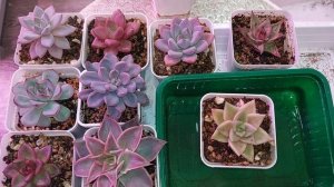 Цветоводы присоединяйтесь | Суккуленты | Вернулась к прежнему способу полива  суккулентов ●●●