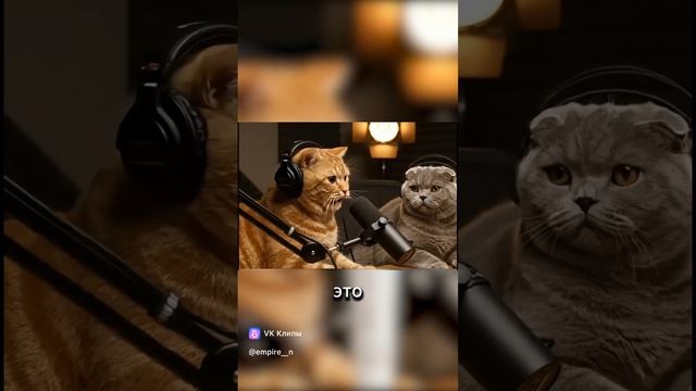 Подкасты от котов