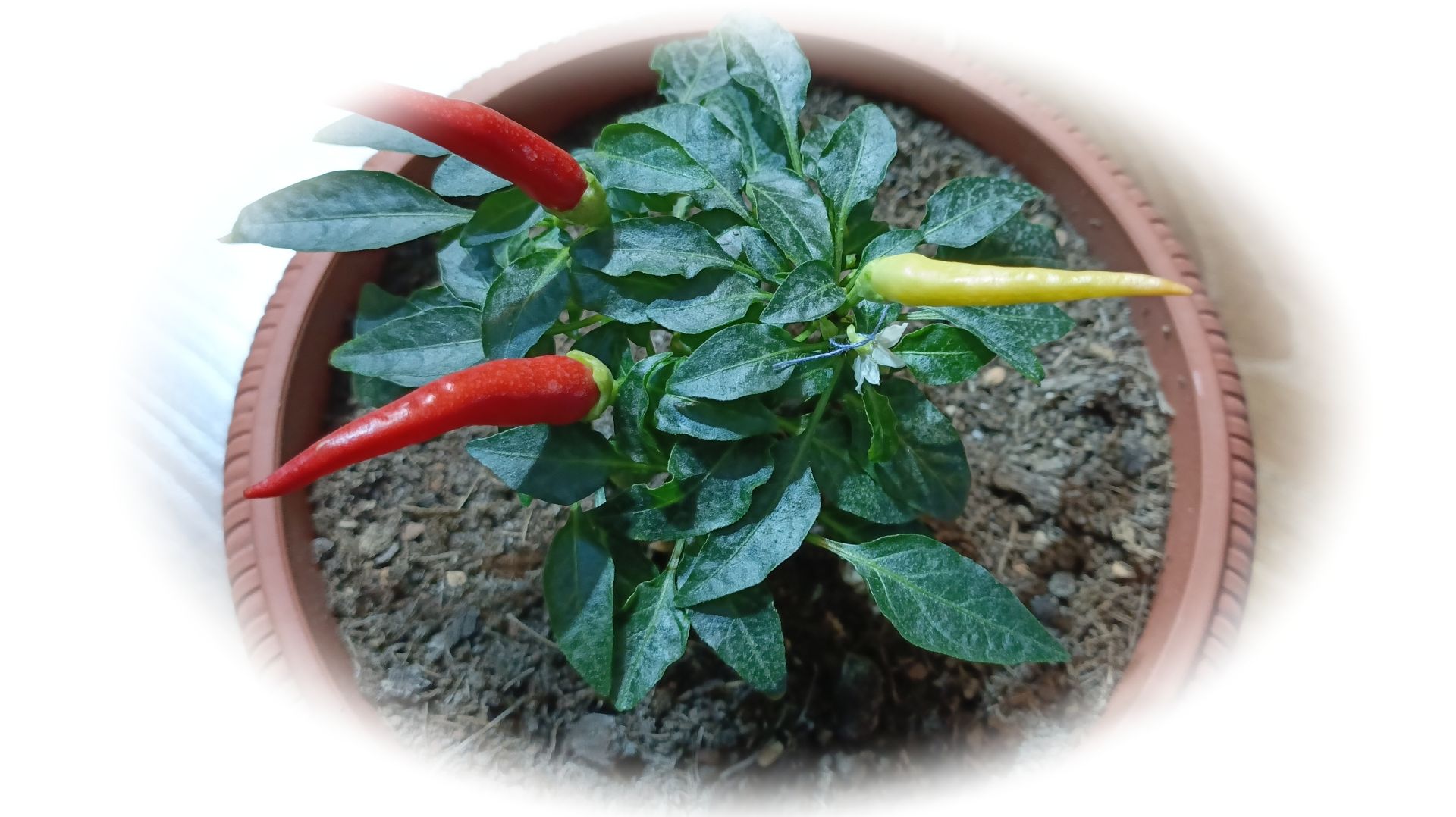 Декоративный перец — Медуза 2024г-2025г.