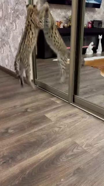 Саванна домашняя, игривая киса) смотреть онлайн