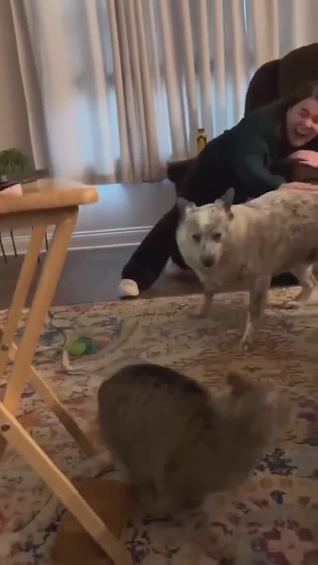 Кот 🤣и пес 💀 смотреть онлайн