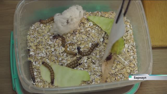 Студенты АлтГУ внедряют необычный метод борьбы с колорадским жуком