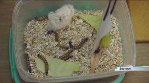 Студенты АлтГУ внедряют необычный метод борьбы с колорадским жуком