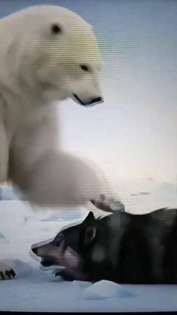 Белый медведь 🐻❄️ и Волк 🐺😳#Shorts