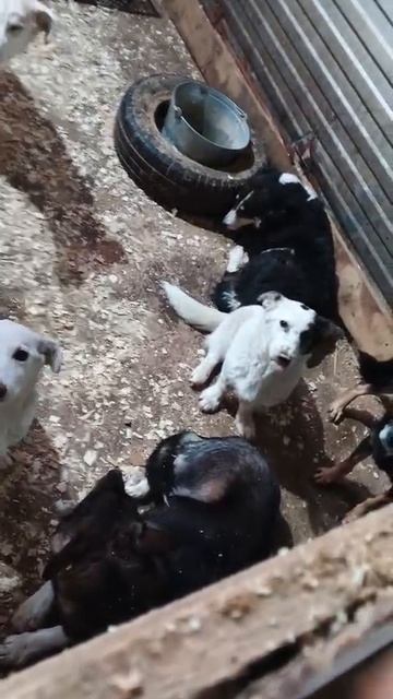 Уфа, Башкирия
Мы кричим 🆘🆘🆘🆘🆘🆘
Россия, откликнись 🙏
Смертники в башкирском отлове😭😭
Помогит