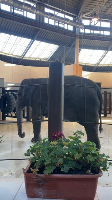 Ростовский зоопарк. 03.11.2025