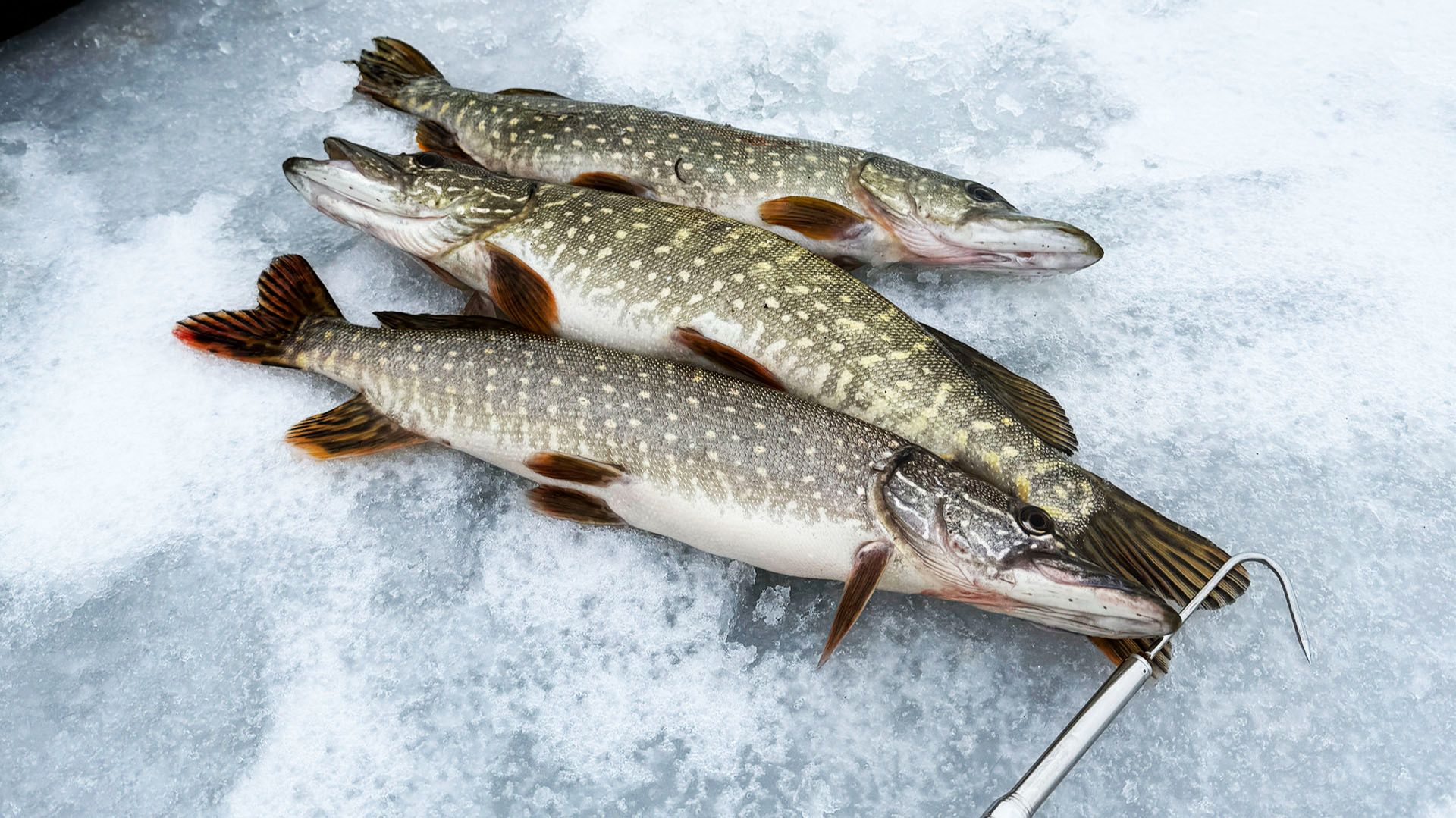 Щука на жерлицы на просторах водохранилища! смотреть онлайн