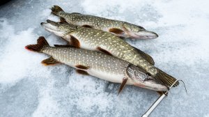 Щука на жерлицы на просторах водохранилища!