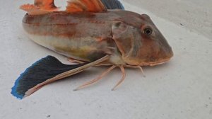 Чудо природы. Рыба с ногами и крыльями.