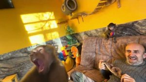 Анфиса нашла шапочку Люси и стала «мышью», нам так нравится как они вдвоем играют.