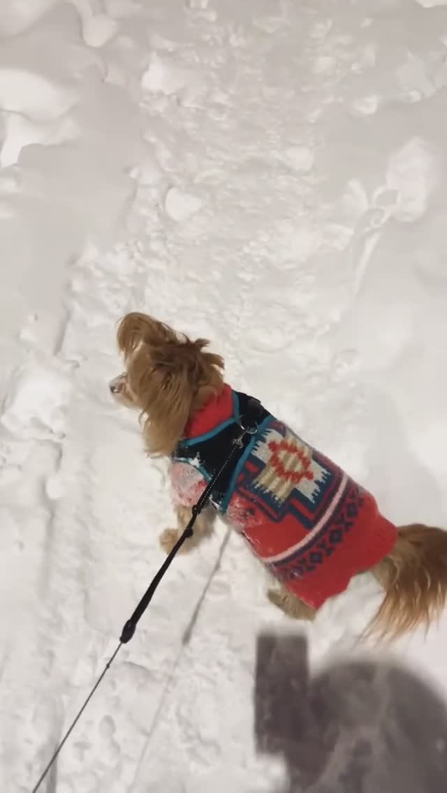 Веня очень Любит Снег ❄️ #собака #снег #россия #той смотреть онлайн