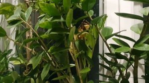 Ночь перед Рождеством