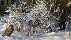 Снег на кустах и деревьях