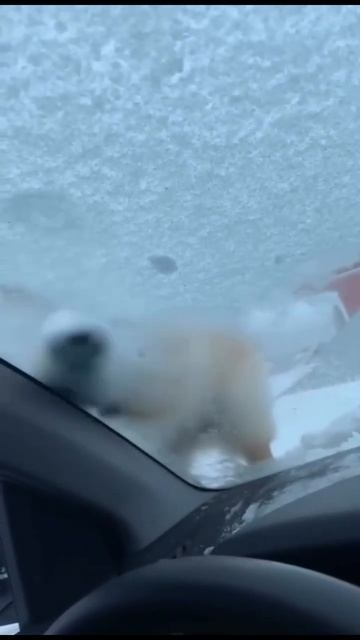 Почистила стекло собачка 🤣 смотреть онлайн