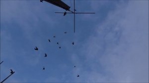 Голуби серпастые 9. 01.2026.