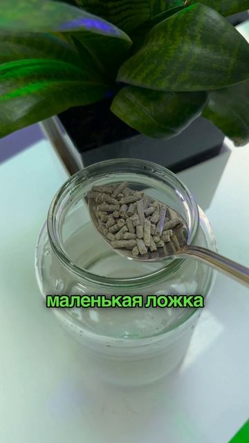 Одна ложка — и растения меняются на глазах