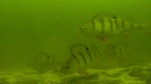 Приглашаю всех на дно!