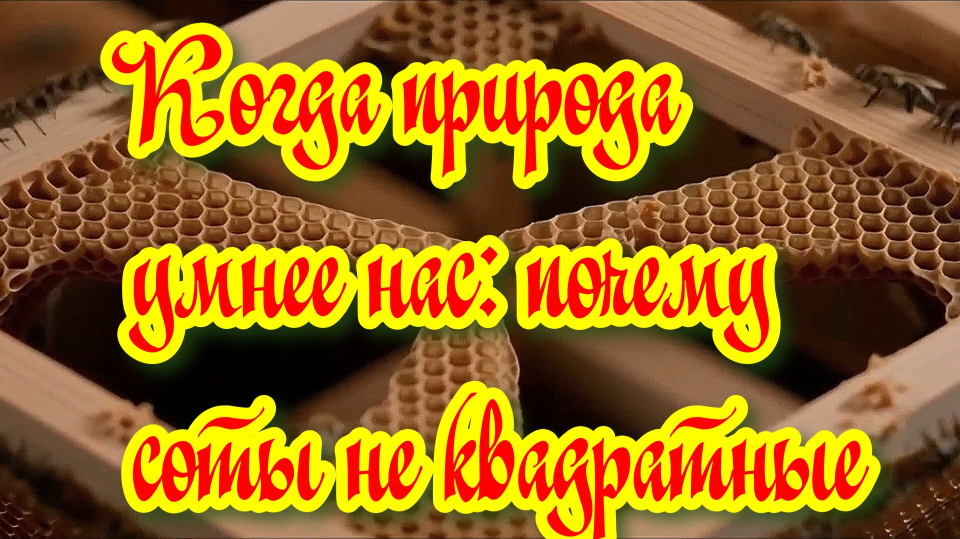 Как пчёлы открыли идеальную форму: шокирующая правда о сотах смотреть онлайн