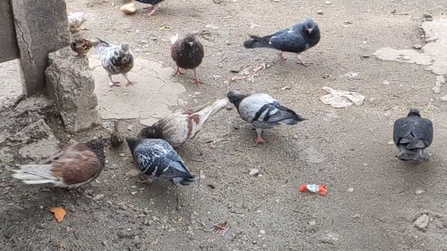 Один из дней города Евпатории | 11 января 2021 г | Крым | ХАН БАТОН XAH 6ATOH / VID_20210111_135706