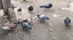 Один из дней города Евпатории | 11 января 2021 г | Крым | ХАН БАТОН XAH 6ATOH / VID_20210111_135706