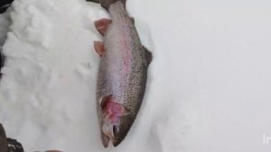 Основной водоём.Поимки