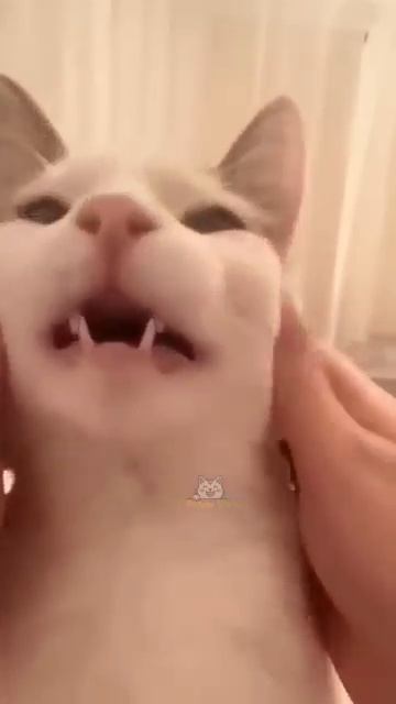 Смешные реакции котиков #shorts смотреть онлайн