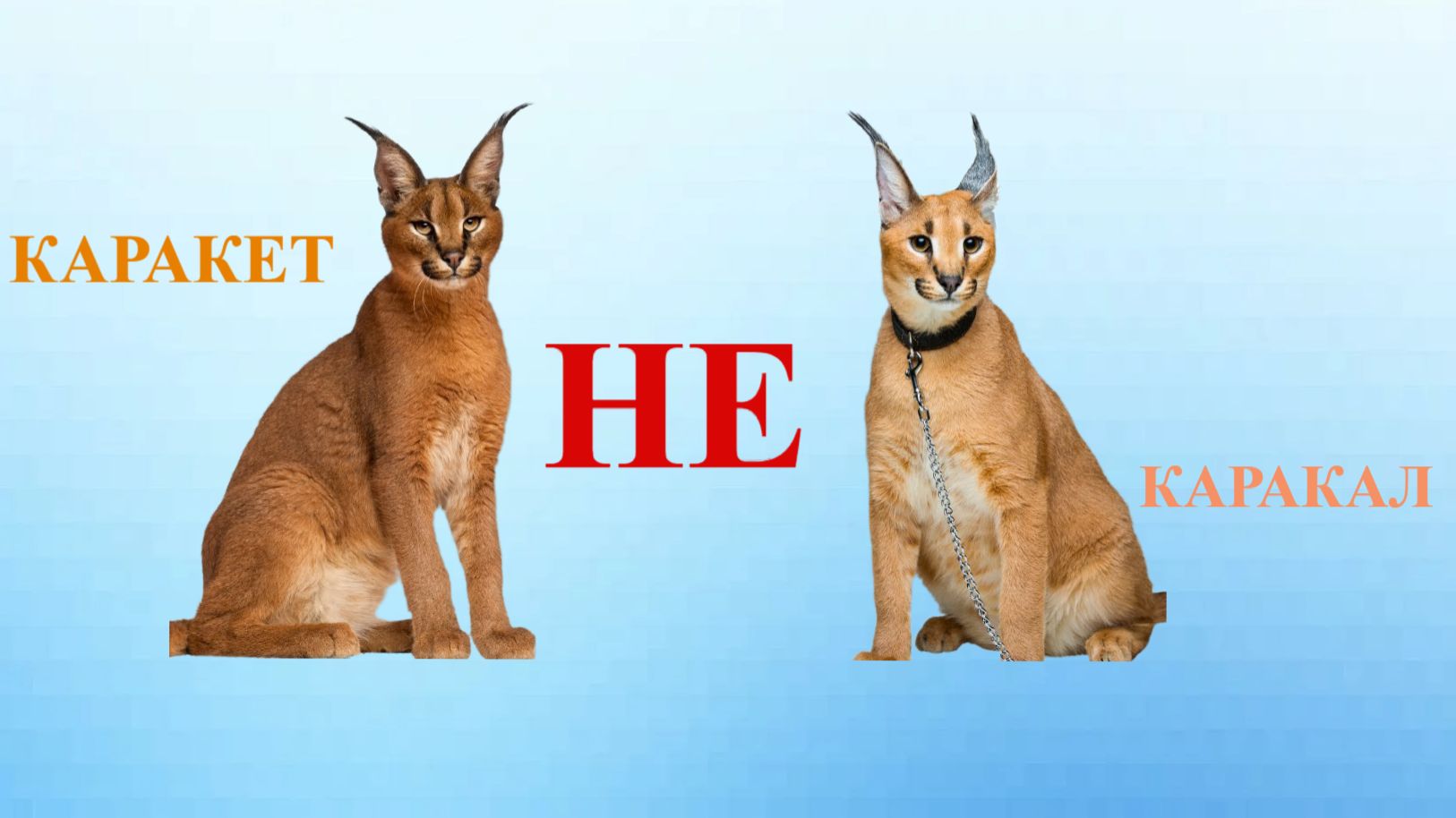 КараКАЛ и караКЕТ  в чем разница, отличия каракета от каракала смотреть онлайн