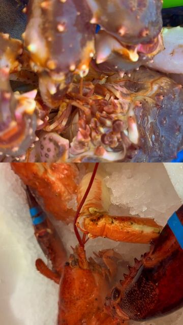 От живого королевского краба до идеальной готовности 🦀 | Процесс приготовления морепродуктов