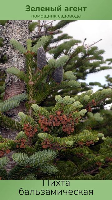 Пихта бальзамическая — Зеленый Агент