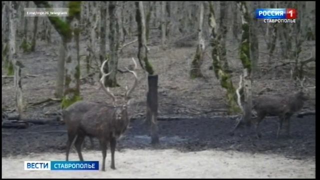 На Ставрополье под прицел фотоловушки попал лесной олень