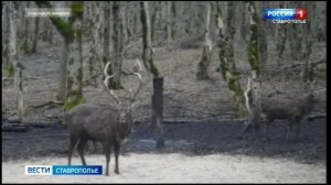 На Ставрополье под прицел фотоловушки попал лесной олень