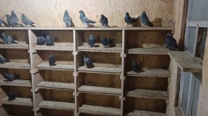 синии белохвостые