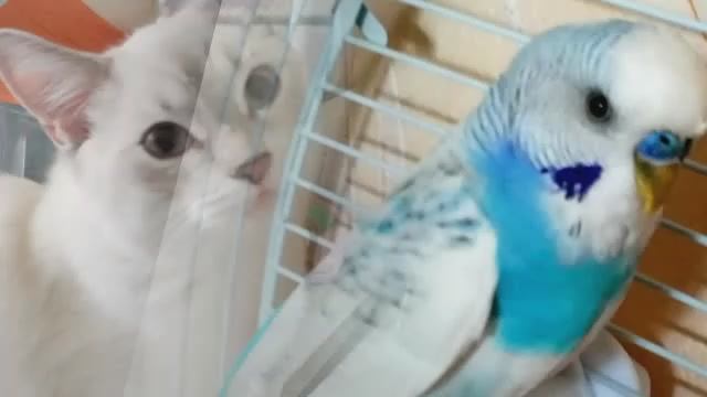 Гриня + Барсик смотреть онлайн