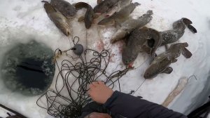 Рыбалка на перемёты. Краткий отчёт с Енисея. 56