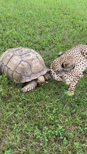 Это мурчание дружбы