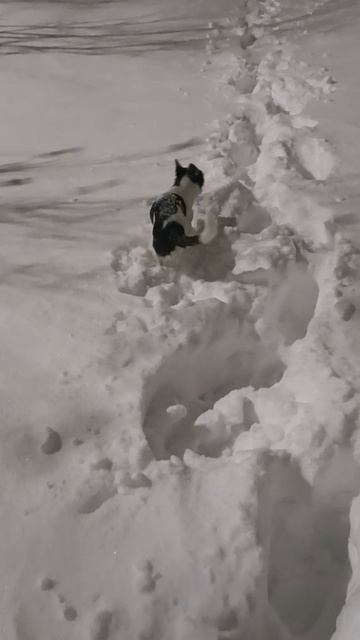 Барни в сугробах