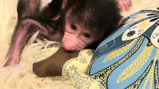 Малышка Николя живет как ШАМАХАНСКАЯ ЦАРИЦА, и игрушки, и подушки, и гамаки😁 смотреть онлайн