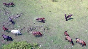 Дзыгута с высоты птичьего полёта