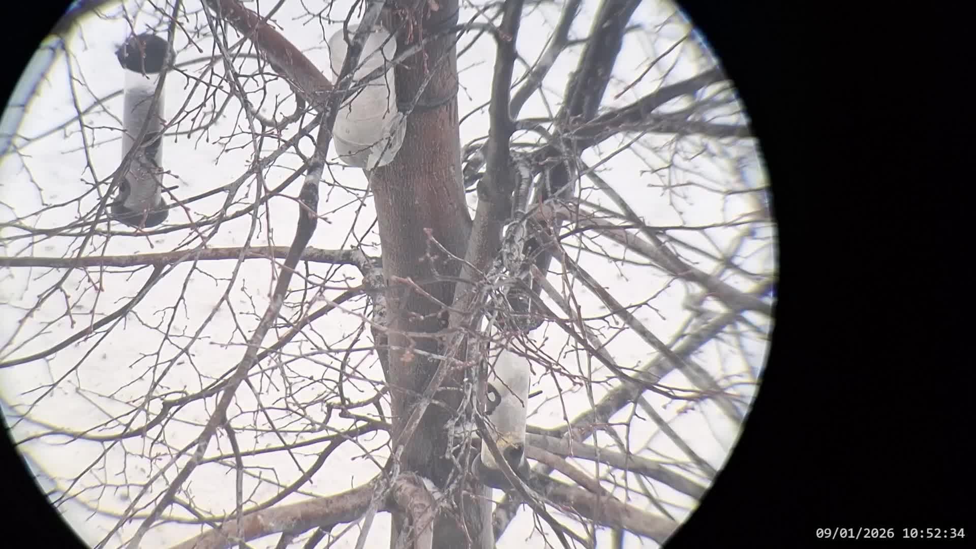 Кормушка для птиц 09.01.2026 смотреть онлайн