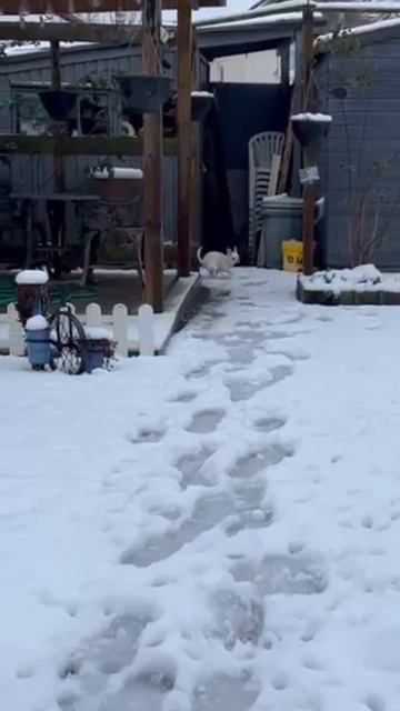 Собачья радость смотреть онлайн