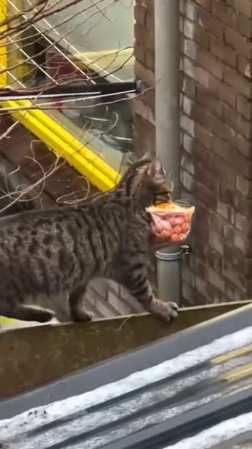 Добыл на охоте сосиски