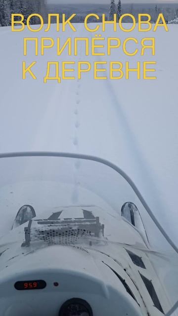 Волк вернулся смотреть онлайн