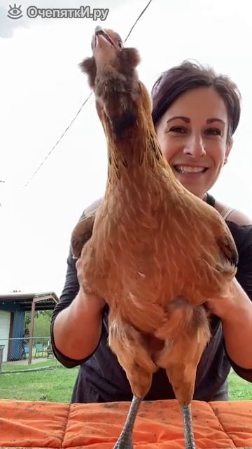 Если пощекотать курицу смотреть онлайн