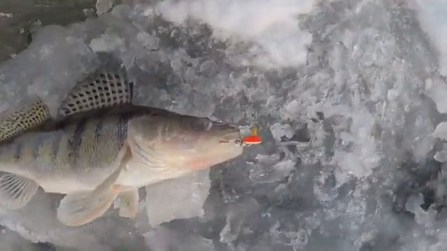 ДОЛГОЖДАННЫЙ ТРОФЕЙ ИЛИ КАК МЕНЯ ПОЙМАЛ ГИМС 06.01.26